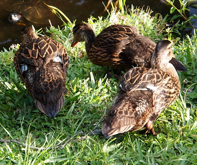 [Three growing ducks stand on grass with their back ends toward the camera. The front half of their bodies look to have complete feathers, but the back end still has some brown fuzz along with a few small feathers. At the edge of the full feathers and the fuzz are stripes of white.]